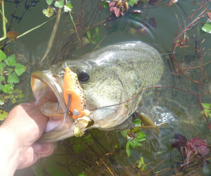 Teckel Frogs – Not Just Another Soft Hollow Body Top Water Frog